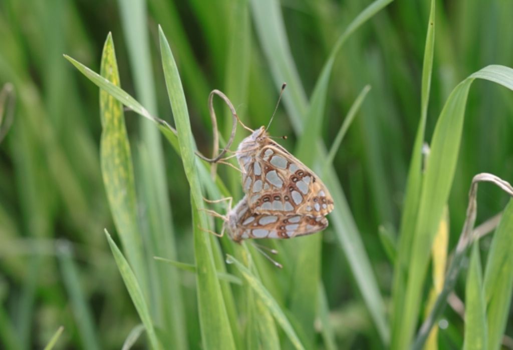 Accoppiamento di.... Melitae didyma?